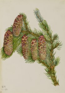 Engelmann-gran (Picea engelmanni) af Mary Vaux Walcott