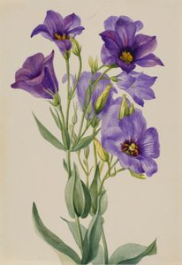 Eustoma russelianum af Mary Vaux Walcott