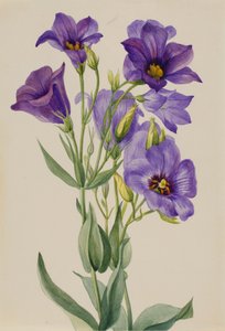 Eustoma russelianum, ca. begyndelsen af 1930