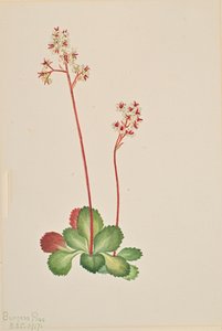 Stedsegrønne Saxifrage Leptarrhena pyrolifolia, 1917.