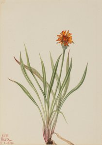 False Dandelion (Agoseris aurantiaca) af Mary Vaux Walcott