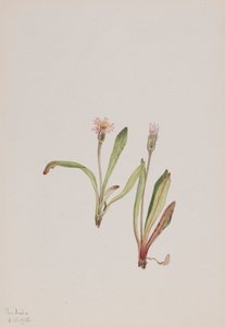 Falsk mælkebøtte Agoseris carnea, 1918. af Mary Vaux Walcott