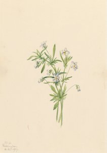 Feltviol Viola rafinesquii, 1919. af Mary Vaux Walcott
