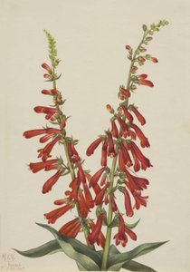 Ild-Pentstemon (Pentstemon eatonii) af Mary Vaux Walcott