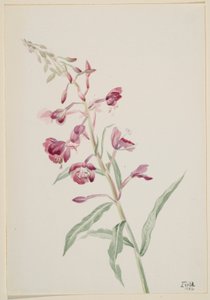 Brandbæger (Epilobium angustifolium) af Mary Vaux Walcott
