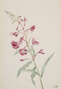 Fireweed Epilobium angustifolium, 1902. af Mary Vaux Walcott