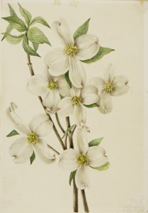 Blomstrende kornel (Cornus florida) af Mary Vaux Walcott