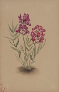 Blomster fra Mesa af Mary Vaux Walcott