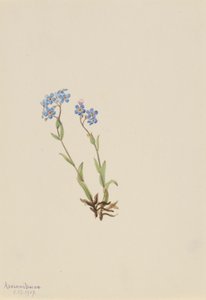 Forglemmigej (Myosotis alpestris) af Mary Vaux Walcott