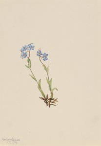 Forglem-mig-ej Myosotis alpestris, 1907. af Mary Vaux Walcott