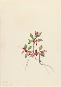 Polygala med frynser (Polygala paucifolia) af Mary Vaux Walcott