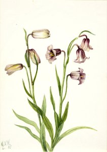 Guldsmed (Fritillaria biflora) af Mary Vaux Walcott