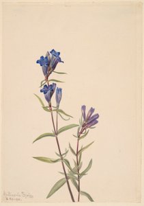 Ensian (Gentiana affinis) af Mary Vaux Walcott