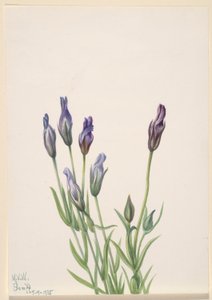 Ensian (Gentiana macounii) af Mary Vaux Walcott