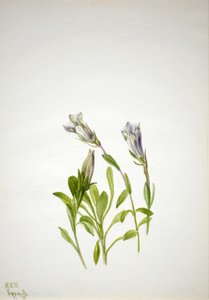 Ensian (Gentiana newberri) af Mary Vaux Walcott