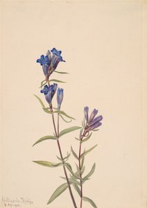 Ensian Gentiana affinis, 1915. af Mary Vaux Walcott