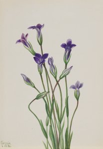 Ensian Gentiana holopetala, 1936. af Mary Vaux Walcott