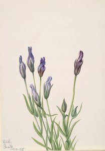 Ensian Gentiana macounii, 1935. af Mary Vaux Walcott