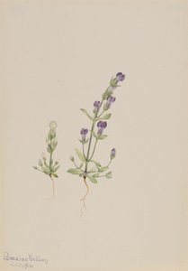 Gentiana propingua, 1916. af Mary Vaux Walcott