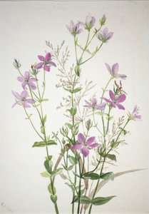 Ensianacease sabbalia angularis af Mary Vaux Walcott
