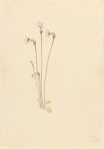Spøgelsespibe (Thalesia uniflora) af Mary Vaux Walcott