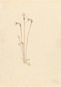 Ghostpipe Thalesia uniflora, 1920. af Mary Vaux Walcott