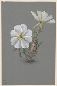 Kæmpe Helleborine Epipactis gigantea, ca. 1880. af Mary Vaux Walcott