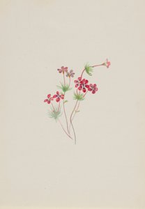Gilia linanthus parviflorus af Mary Vaux Walcott
