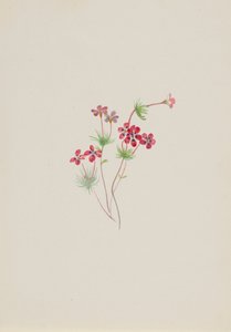 Gilia linanthus parviflorus, ca. 1900-1930. af Mary Vaux Walcott