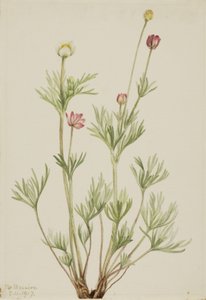 Globusanemone (Anemone globosa)