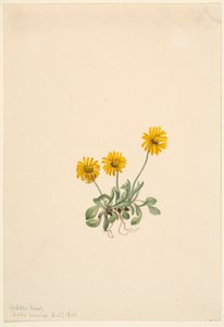 Gyldenris (Erigeron aureus) af Mary Vaux Walcott