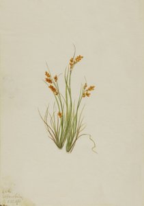 Golden Sedge Carex aurea, 1921. af Mary Vaux Walcott
