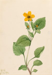 Golden Star (Chrysogonum virginianum) af Mary Vaux Walcott