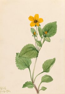 Golden Star Chrysogonum virginianum, 1922. af Mary Vaux Walcott