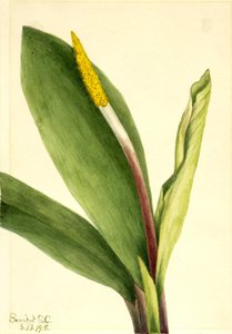 Guldklump (Orontium aquaticum) af Mary Vaux Walcott