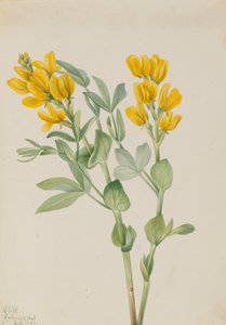 Goldenpea Thermopsis rhombifolia, 1923. af Mary Vaux Walcott