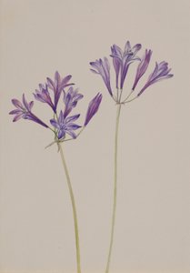 Græsnød Brodiaea laxa, 1933. af Mary Vaux Walcott