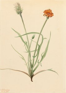 Græsblad Agoseris Agoseris graminifolia, 1905. af Mary Vaux Walcott