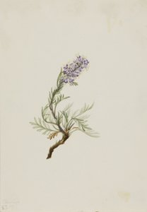 Grå Phacelia Phacelia sericea, 1911. af Mary Vaux Walcott