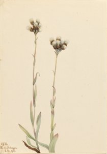 Grå kussetøj (Antennaria howellii) af Mary Vaux Walcott