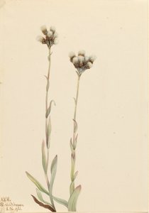 Grey Pussytoes Antennaria howellii, 1921. af Mary Vaux Walcott