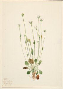 Gråbynke (Senecio canus) af Mary Vaux Walcott