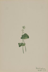Grøn hugormemund (Malaxis unifolia) af Mary Vaux Walcott