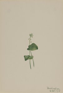 Grøn hugormemund Malaxis unifolia, af Mary Vaux Walcott