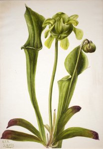 Grøn kandeplante Sarracenia orephila, 1933. af Mary Vaux Walcott