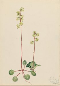 Grøn pyrola (Pyrola chlorantha) af Mary Vaux Walcott