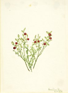 Rypebær (Vaccinium scoparium) af Mary Vaux Walcott