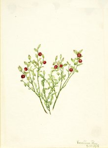 Grouse Whortleberry Vaccinium scoparium, 1918. af Mary Vaux Walcott