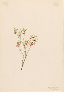 Grouse Whortleberry Vaccinum scoparium, 1916. af Mary Vaux Walcott