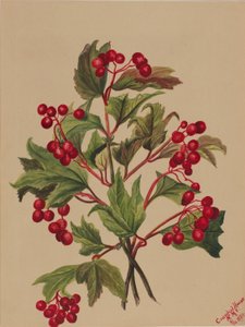 Rypebær (Viburnum americanum) af Mary Vaux Walcott